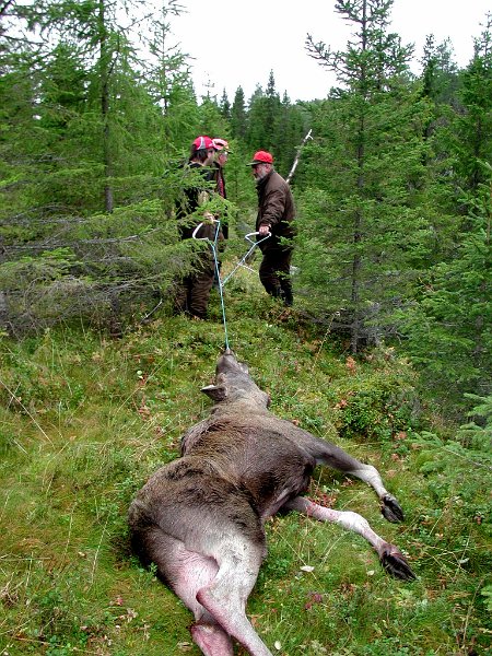 2004 Okse 80kg Lauvdalen_2.jpg - Kåre felte en halvainnårs okse i Lauvdalen